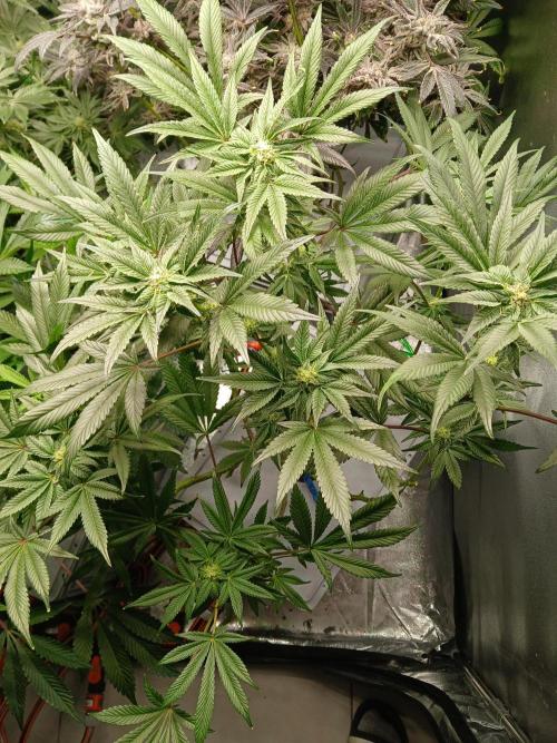 BLSK Gen1 RDWC 10w. Week 15