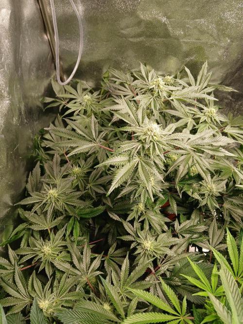 SUPE Gen1 RDWC 10w. Week 16