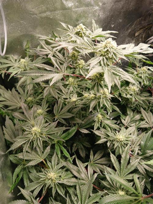 SUPE Gen1 RDWC 10w. Week 16