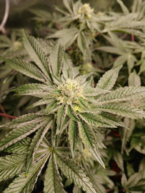 SUPE Gen1 RDWC 10w. Week 16