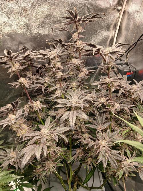 BLSK Gen1 RDWC 7w. Week 15