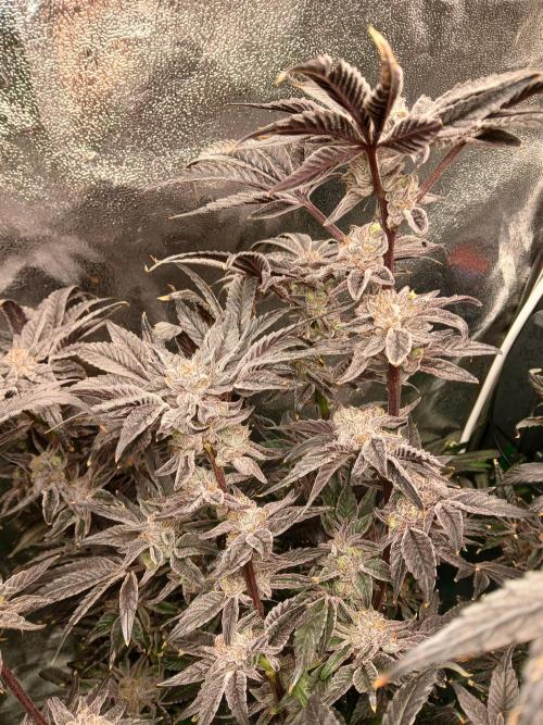 BLSK Gen1 RDWC 7w. Week 15