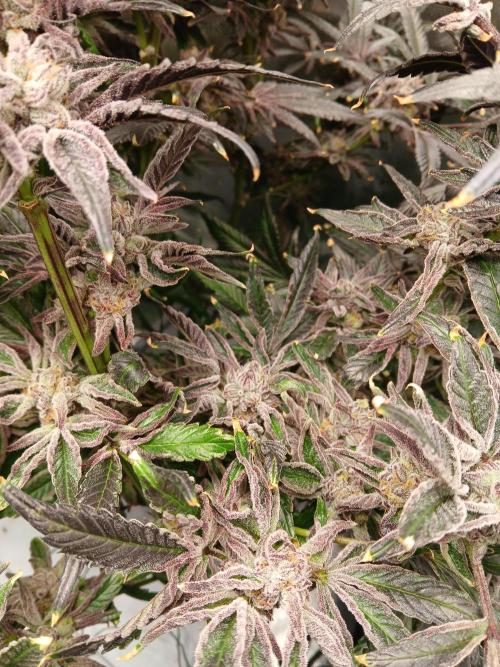 BLSK Gen1 RDWC 7w. Week 15