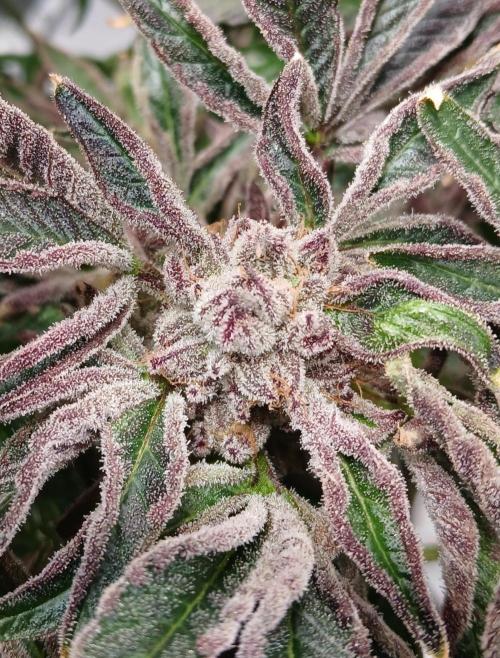 BLSK Gen1 RDWC 7w. Week 15