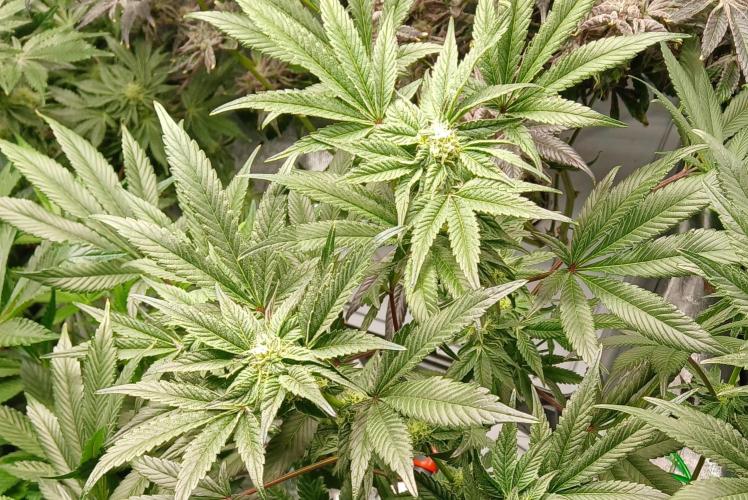 BLSK Gen1 RDWC 10w. Week 15