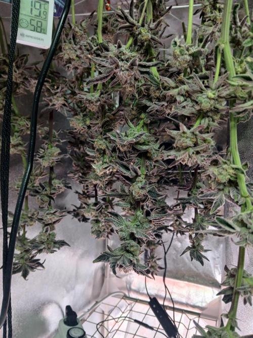 BLSK Gen1 RDWC 7w. Week 16