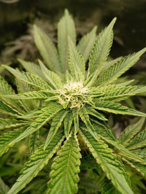 SUPE Gen1 RDWC 11w. Week 15