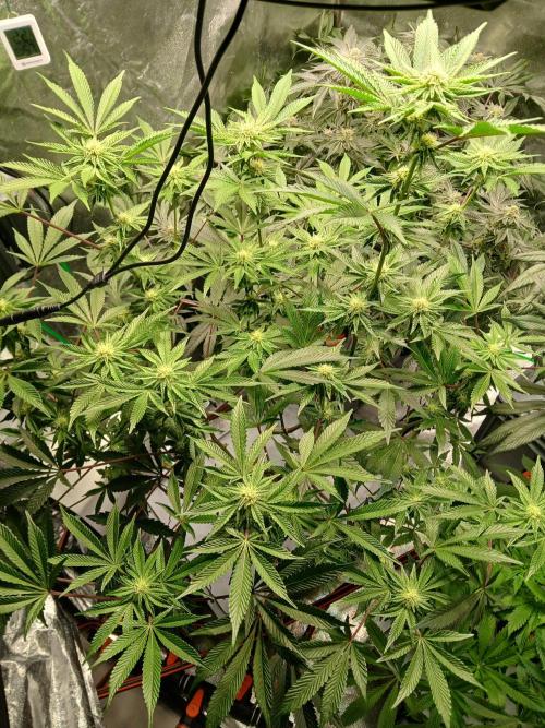 SUPE Gen1 RDWC 11w. Week 15