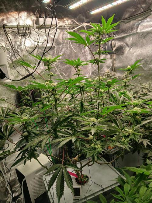 SUPE Gen1 RDWC 11w. Week 15