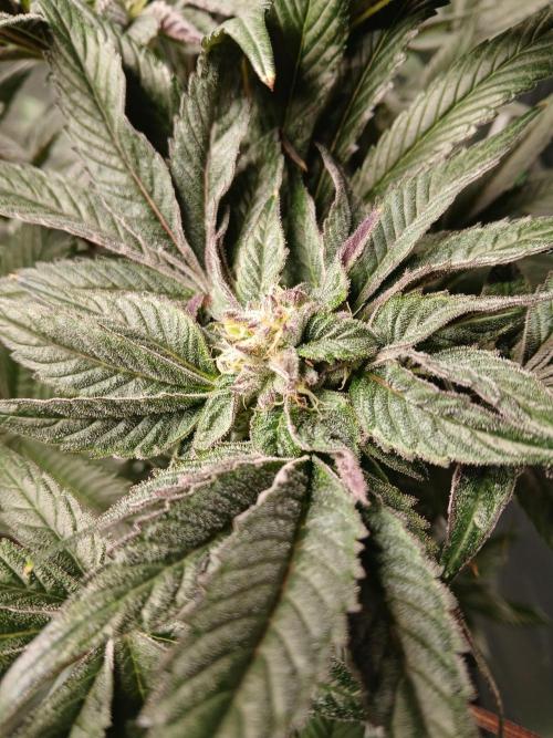 BLSK Gen1 RDWC 10w. Week 16