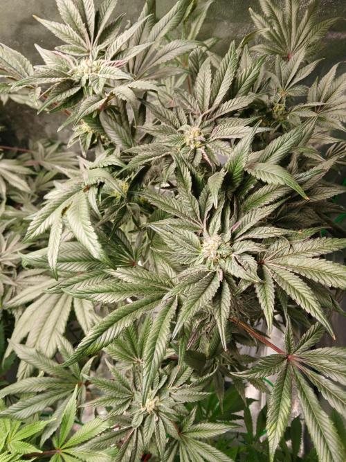 BLSK Gen1 RDWC 10w. Week 16
