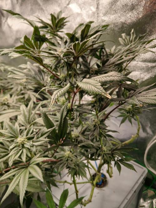 BLSK Gen1 RDWC 10w. Week 16