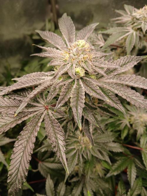 SUPE Gen1 RDWC 10w. Week 17