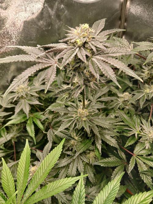 SUPE Gen1 RDWC 10w. Week 17