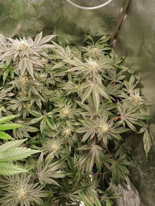 SUPE Gen1 RDWC 10w. Week 17