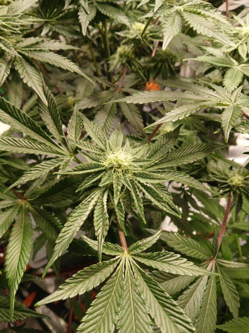 SUPE Gen1 RDWC 11w. Week 16