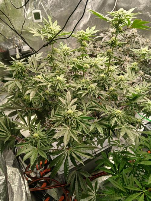 SUPE Gen1 RDWC 11w. Week 16