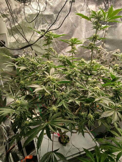 SUPE Gen1 RDWC 11w. Week 16
