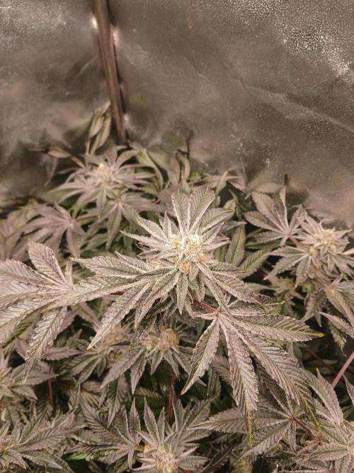 SUPE Gen1 RDWC 10w. Week 18