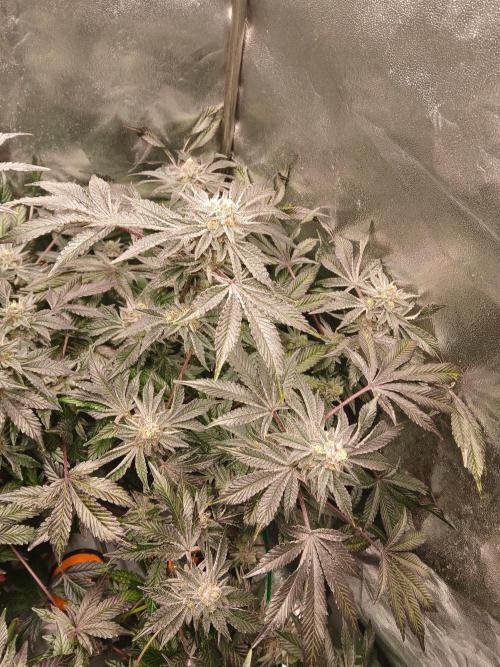 SUPE Gen1 RDWC 10w. Week 18