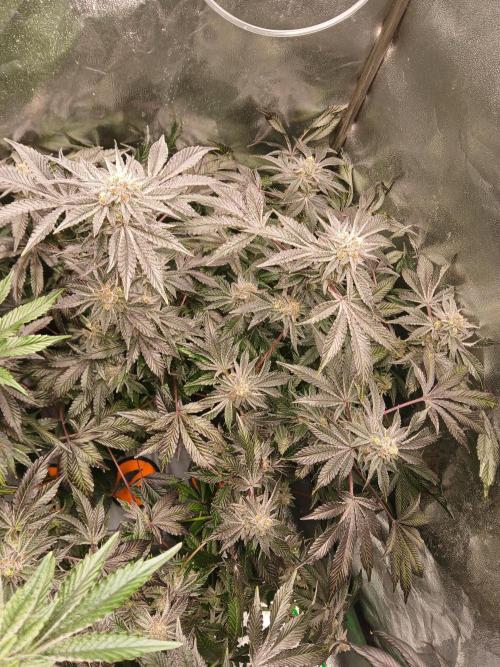 SUPE Gen1 RDWC 10w. Week 18
