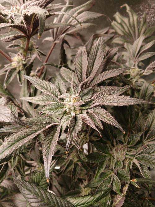 BLSK Gen1 RDWC 10w. Week 17