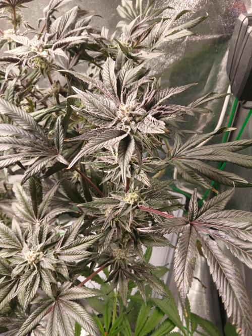 BLSK Gen1 RDWC 10w. Week 17