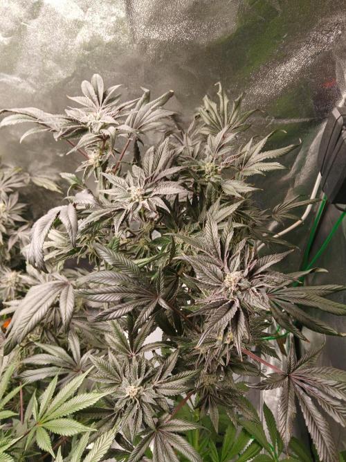 BLSK Gen1 RDWC 10w. Week 17