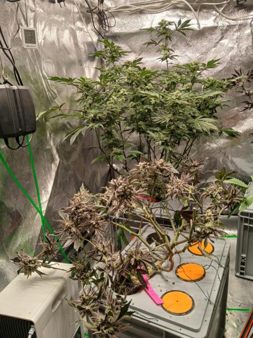 SUPE Gen1 RDWC 10w. Week 19