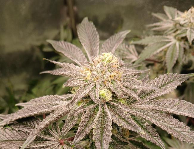 SUPE Gen1 RDWC 10w. Week 17