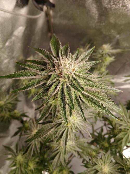 SUPE Gen1 RDWC 11w. Week 17