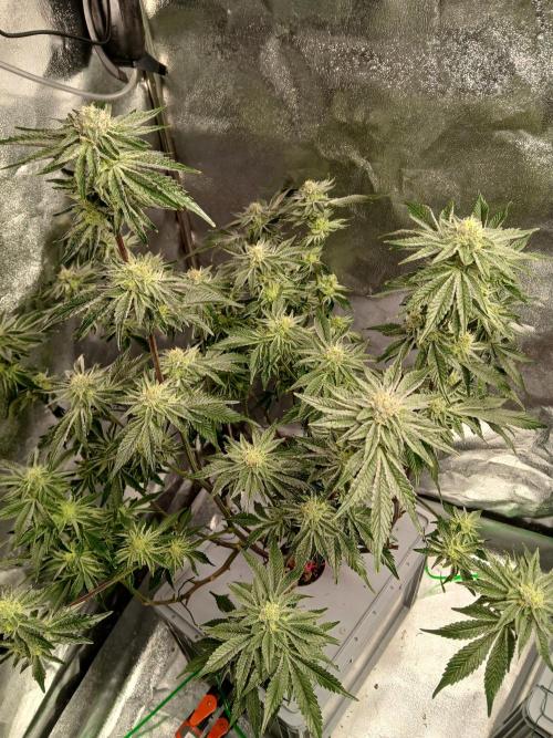 SUPE Gen1 RDWC 11w. Week 17