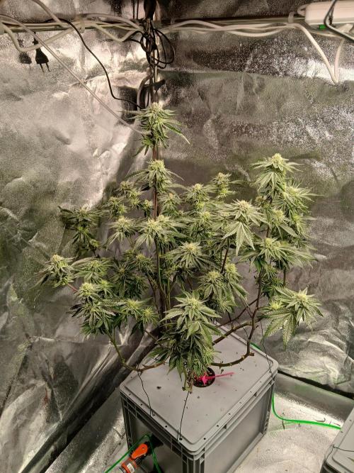 SUPE Gen1 RDWC 11w. Week 17