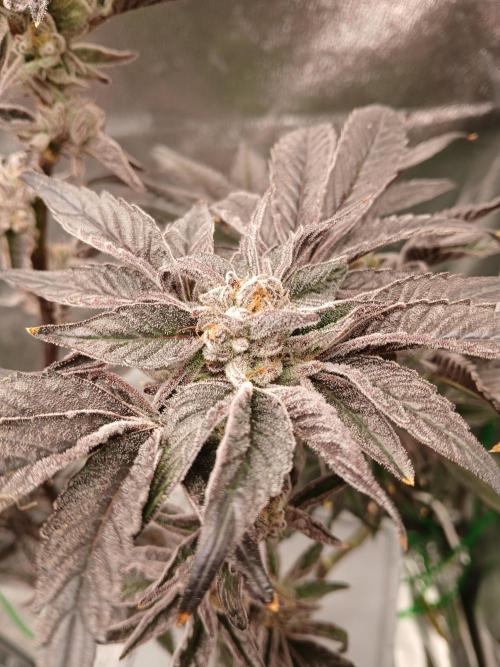 BLSK Gen1 RDWC 10w. Week 18