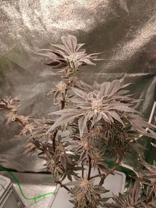 BLSK Gen1 RDWC 10w. Week 18