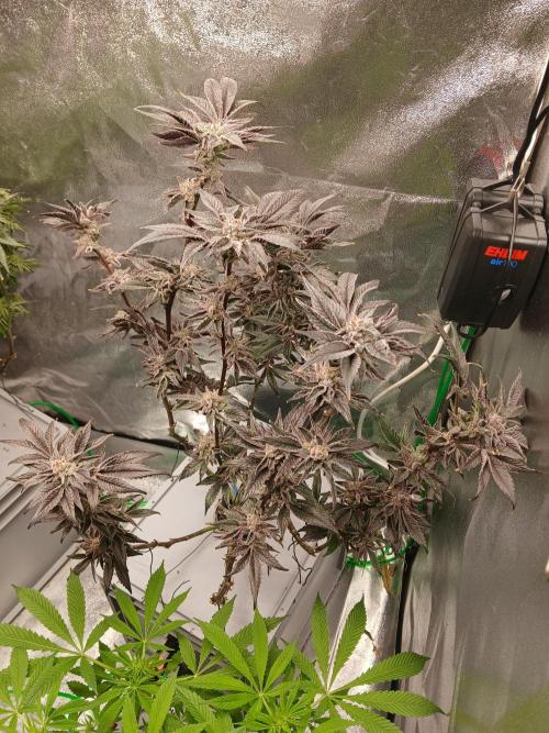 BLSK Gen1 RDWC 10w. Week 18