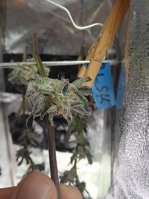 BLSK Gen1 RDWC 10w. Week 19