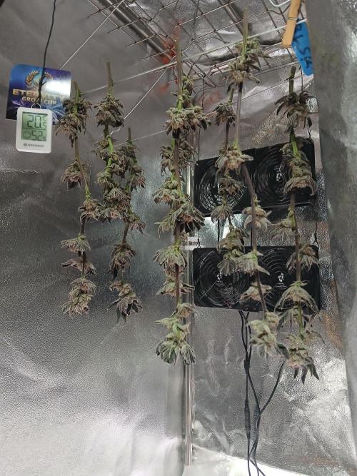 BLSK Gen1 RDWC 10w. Week 19
