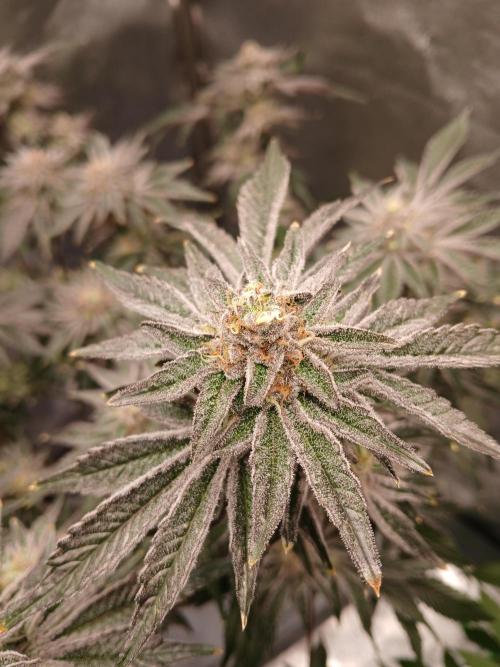 SUPE Gen1 RDWC 11w. Week 18