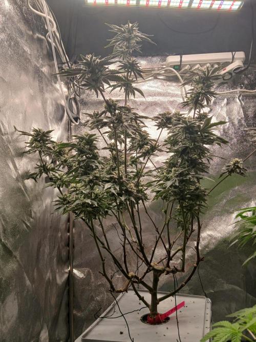 SUPE Gen1 RDWC 11w. Week 18