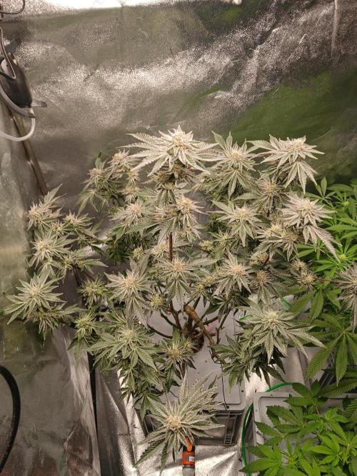 SUPE Gen1 RDWC 11w. Week 18