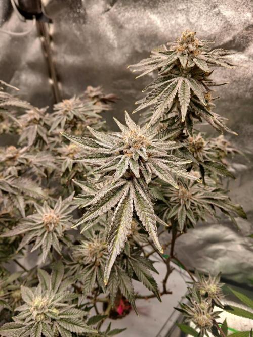 SUPE Gen1 RDWC 11w. Week 18