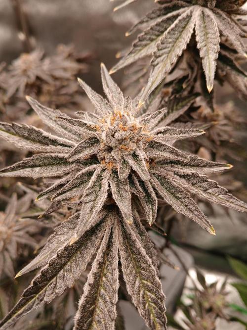SUPE Gen1 RDWC 11w. Week 19