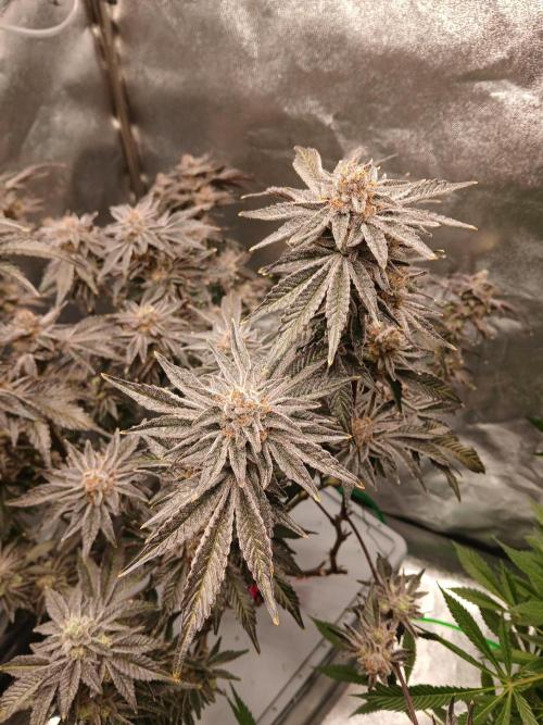 SUPE Gen1 RDWC 11w. Week 19