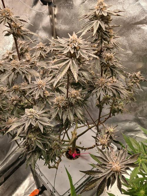 SUPE Gen1 RDWC 11w. Week 19