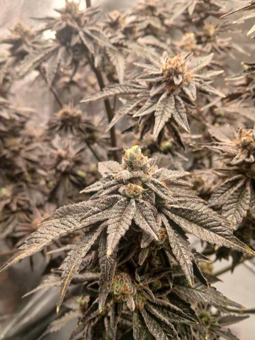 SUPE Gen1 RDWC 11w. Week 20