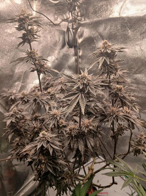 SUPE Gen1 RDWC 11w. Week 20