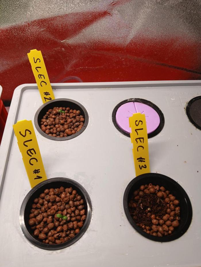 SLEC #3 RDWC. Week 1