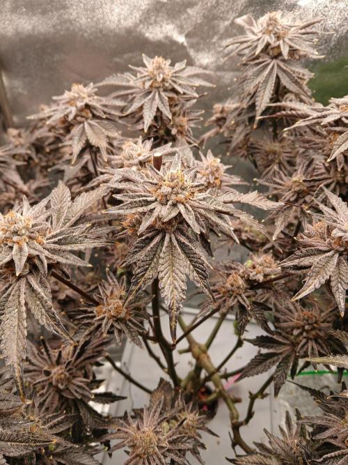 SUPE Gen1 RDWC 11w. Week 21