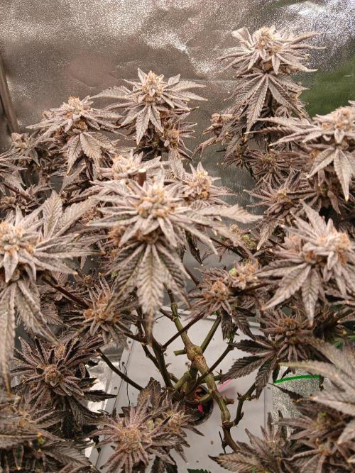 SUPE Gen1 RDWC 11w. Week 21